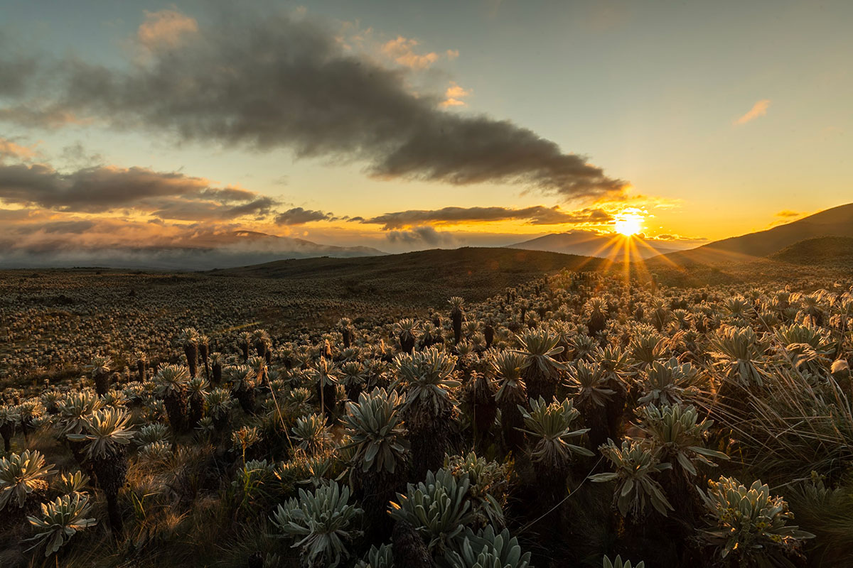 A plain filled with Espeletia plants, with the setting Sun peeking out over a mountain peak