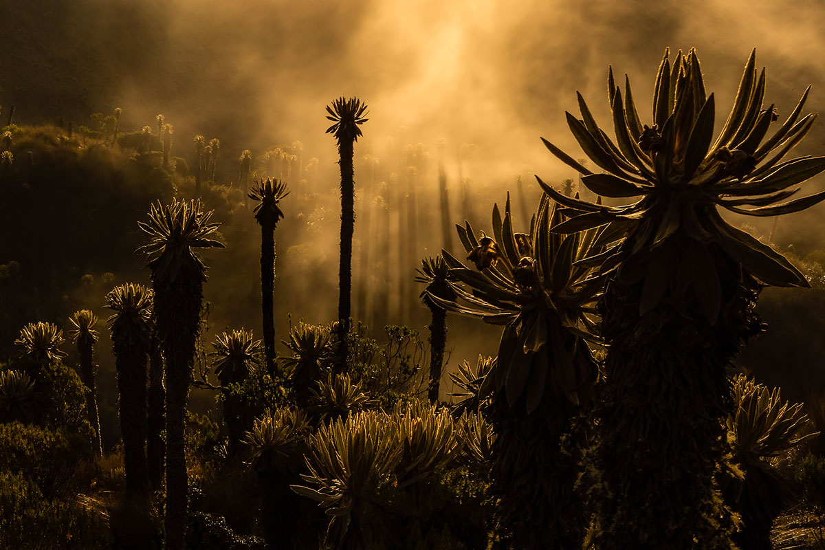Palm tree-like Espeletia surrounded by clouds and orange light cast by the setting Sun