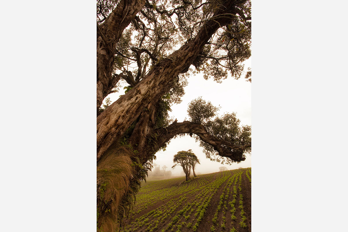 A field of crops where only a few lone trees remain