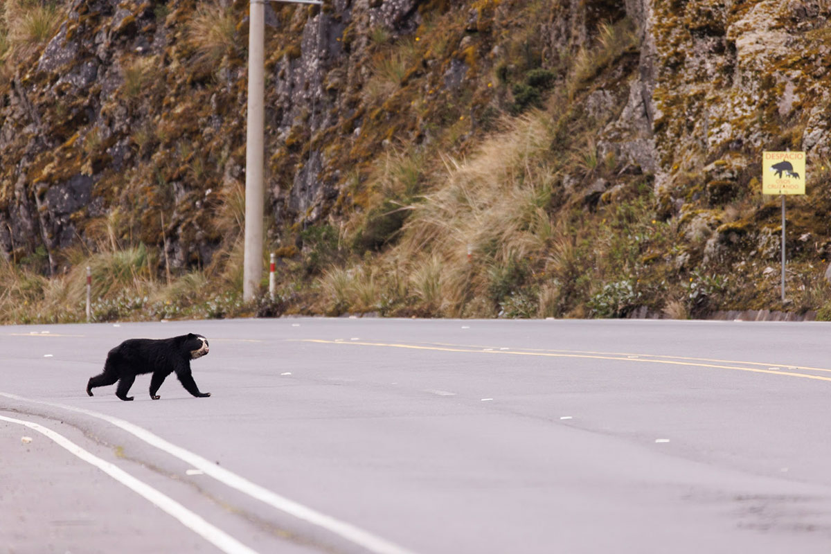 A single spectacled bear crosses a four-lane road in front of a sign that reads 'slowly, bears crossing' in Spanish