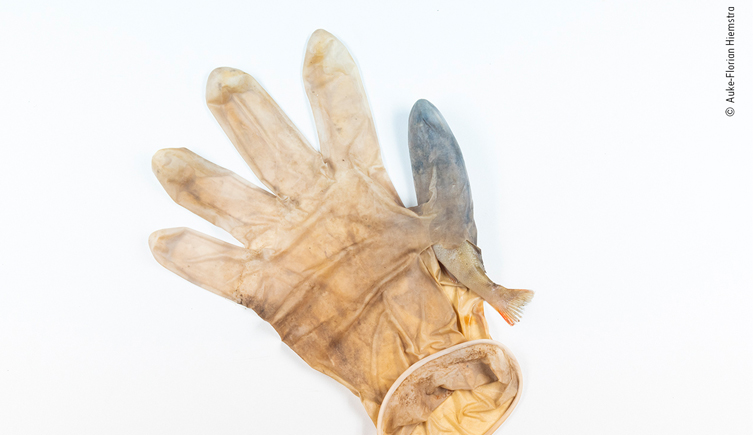 Medical glove with a fish caught in the thumb