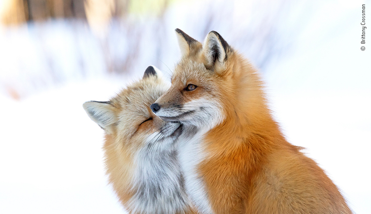 foxes in the snow with one snuggled up to the other