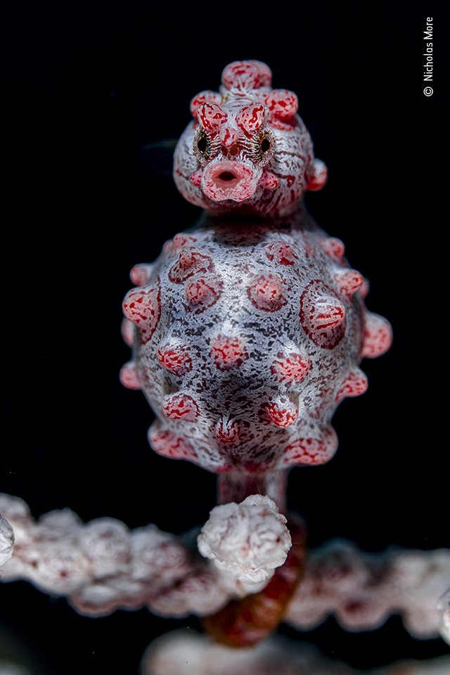 A photo og a red spotty seahorse clinging to a sea fan in the dark ocean