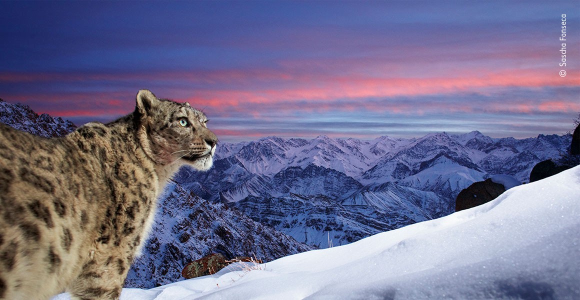 Wildlife Photographer of the Year 58: People's Choice winner