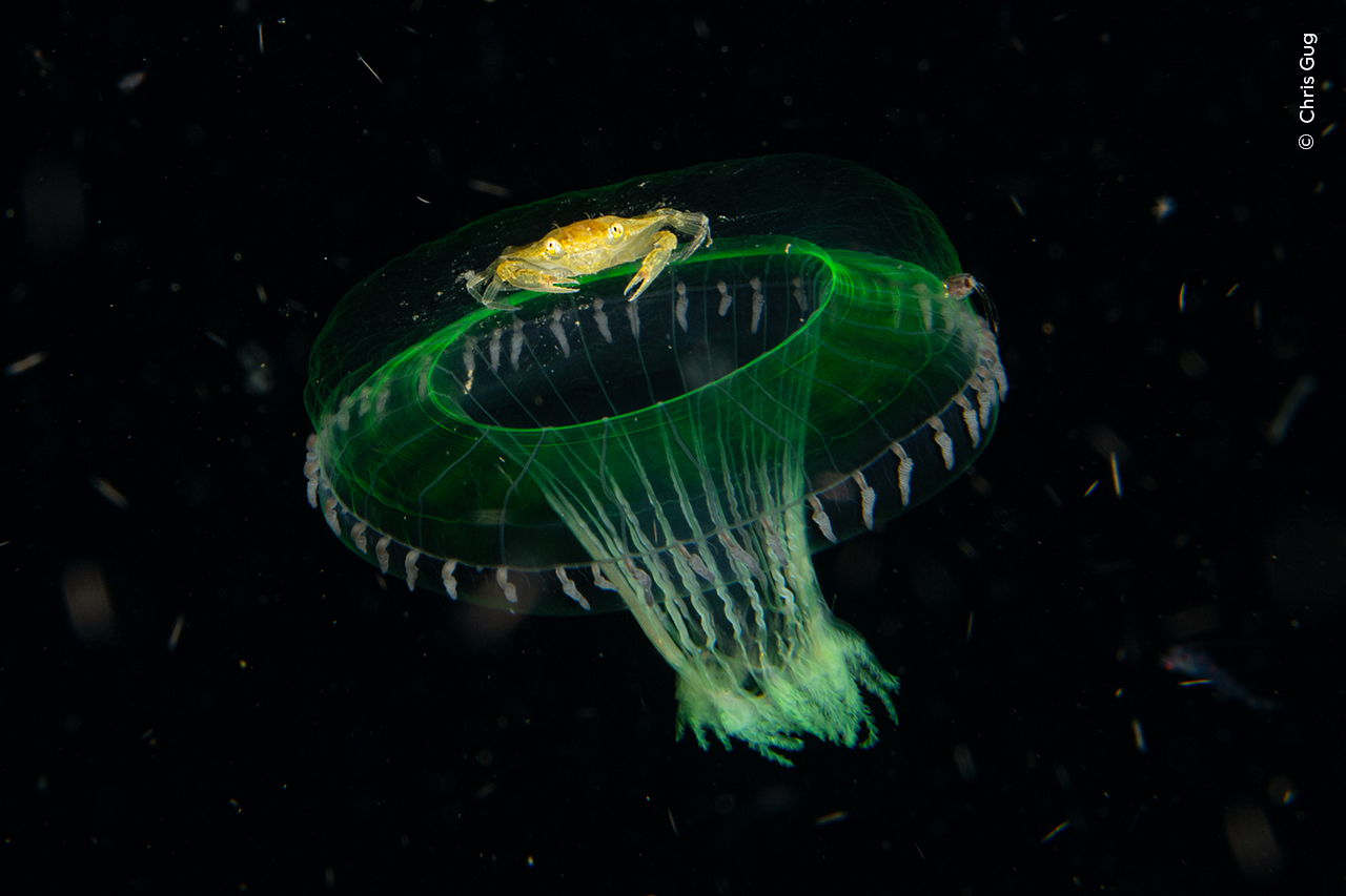 A small yellow crab sits atop a fluorescent green jellyfish gliding through pitch-black water. 