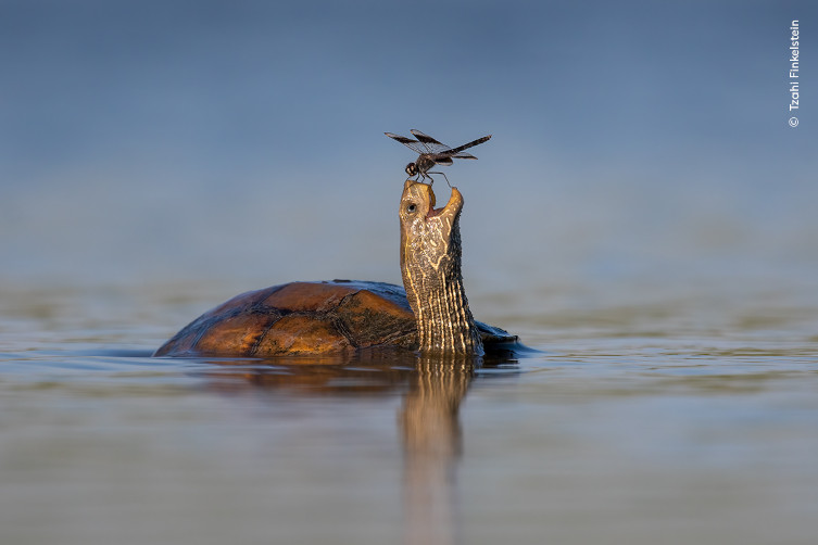 A brown pond turtle looks up with its mouth open as a dragonfly sits on its nose.