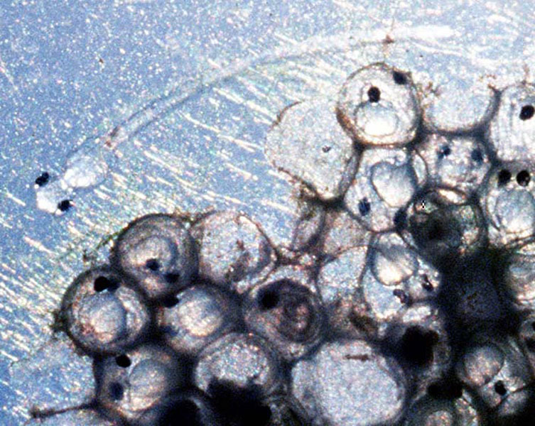 A cluster of clear eggs with black dotted eyes
