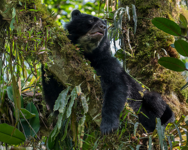 A spectacled bear rests on a tree branch.