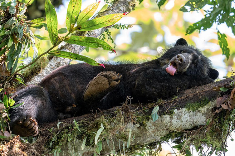 A spectacled bear lies on its side on a tree branch.