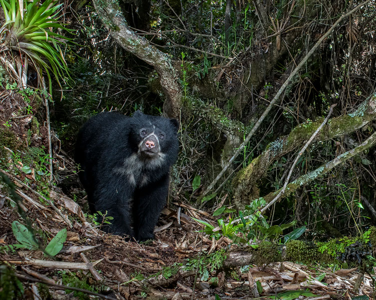 A spectacled bear walks through bushes and looks into the camera.