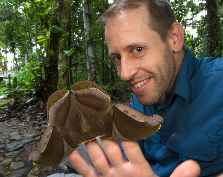 A large brown mosquito rests on a scientist's hand in the rainforest