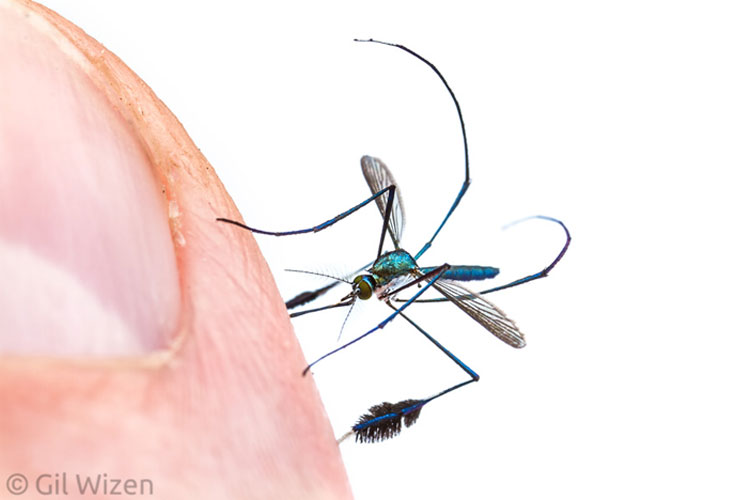 A colourful mosquito sucking blood from a finger