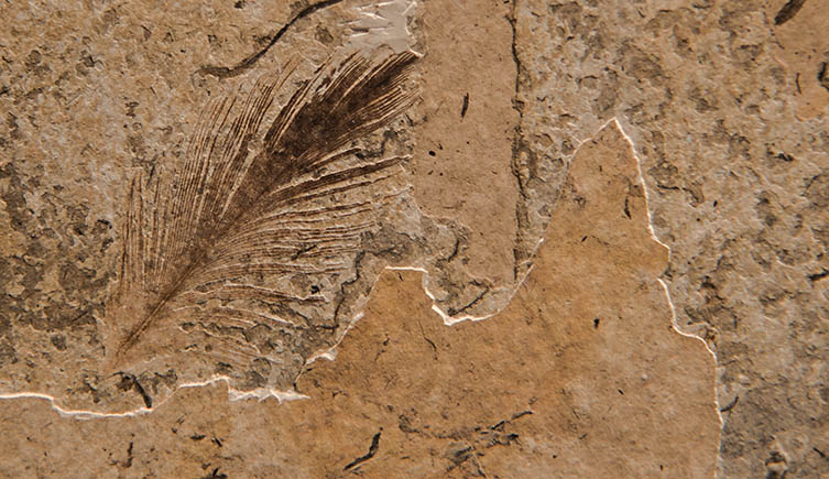 A fossil feather. 