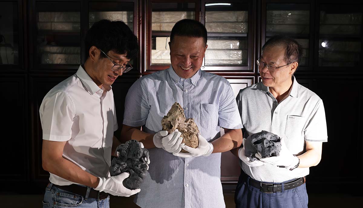 Three of the papers authors holding in their hands the real Yunxian skull and two replicas, looking at them and smiling. 