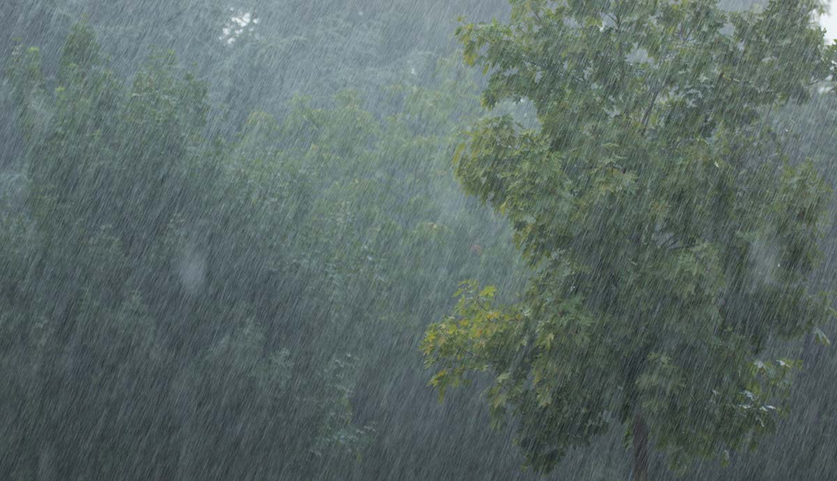 Heavy rain falls in a forest.