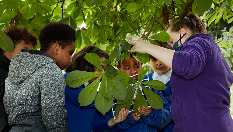 Children outdoors, examining tree leaves with a facilitator