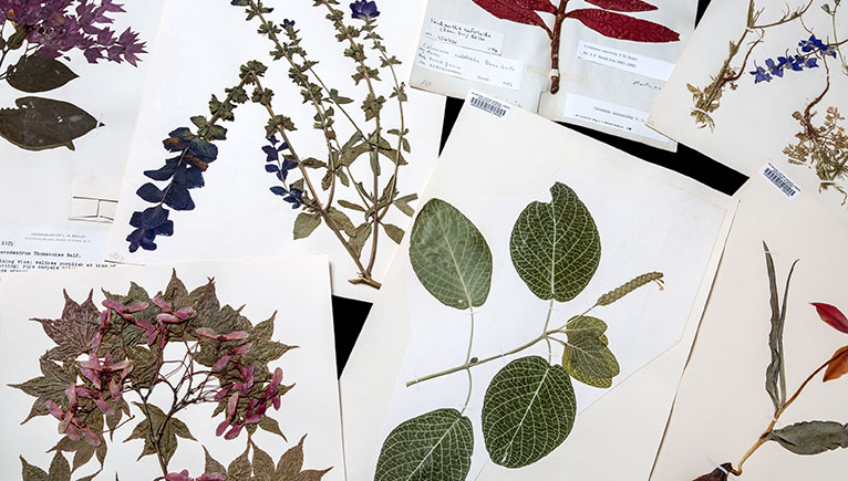 Image of herbarium sheets