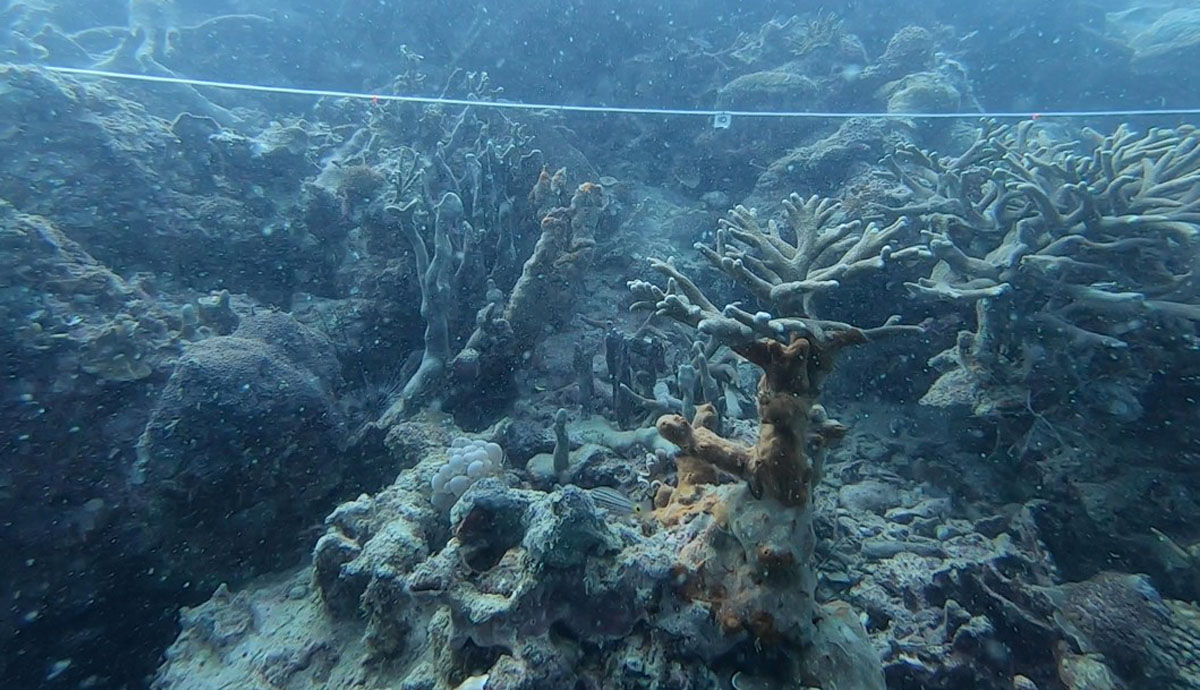 An underwater image of a coral reef in Darvel Bay, Malaysia