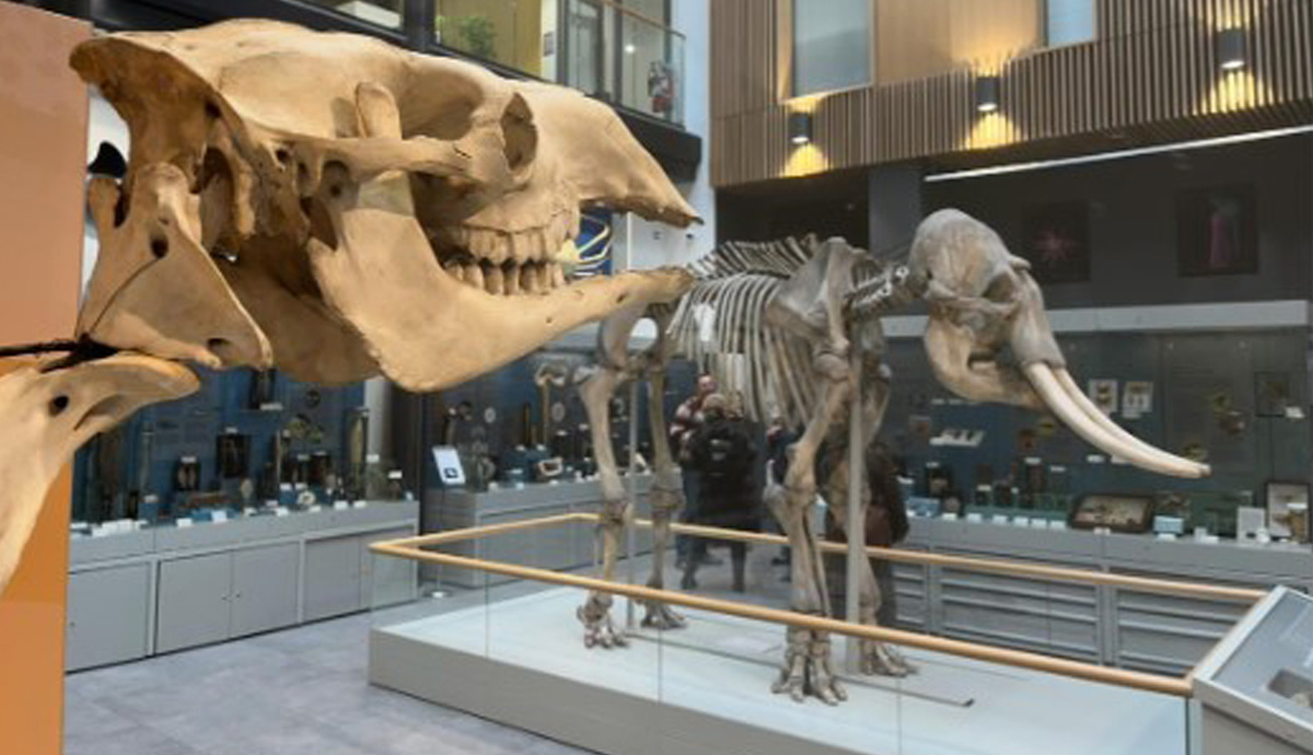 Photograph of two large mammal skeletons in the Cole Museum of Zoology in Reading
