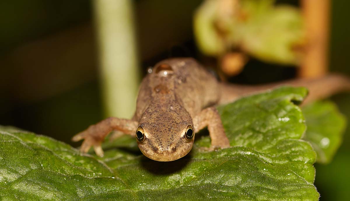 A smooth newt sitting on a leaf, looking at the camera.