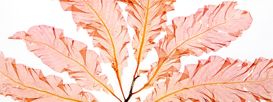 Seaweed laid out flat on a white background