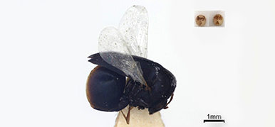 A pinned fly from the Darwin collection