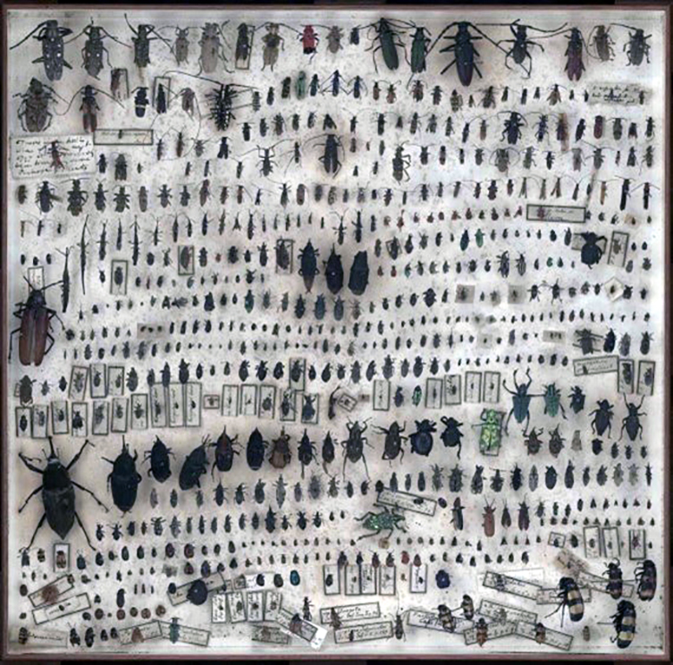 Banks collected insect specimens 