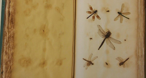 Plukenet dragonfly specimens in a book