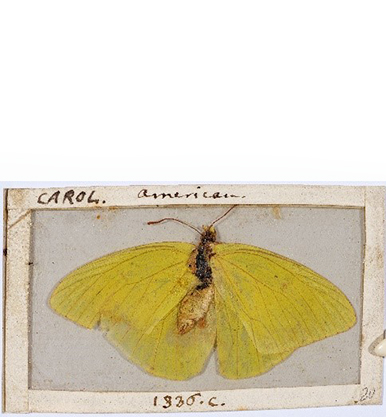 An old specimen with yellow wings