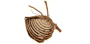 A wasp nest against a white background