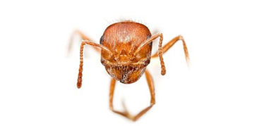 The head of an ant specimen against a white background
