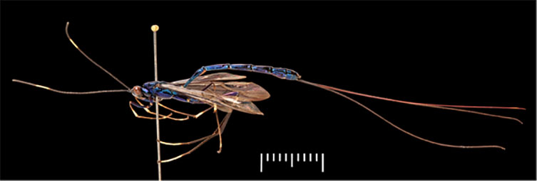 hymenoptera specimen