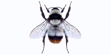 collected hymenoptera on a pin
