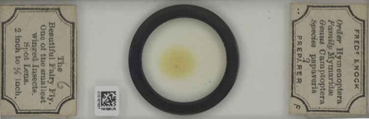 A specimen on a slide