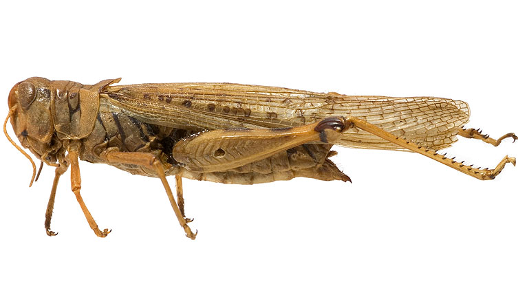 Locust on a white background