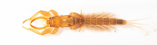 An insect against a white background