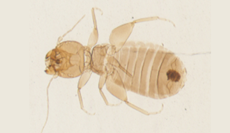 A booklouse under a microscope
