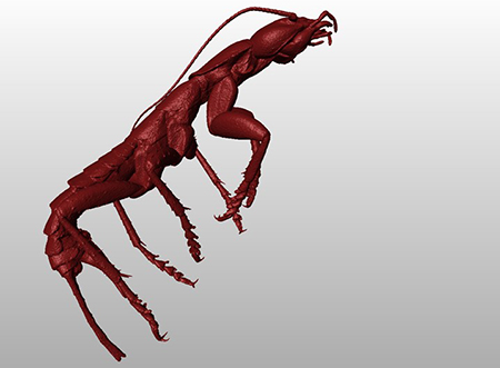 A CT scan of an insect