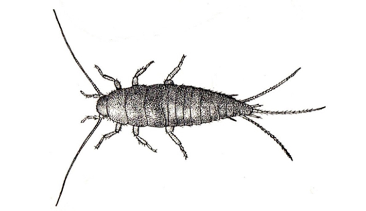 Illustration of a silverfish