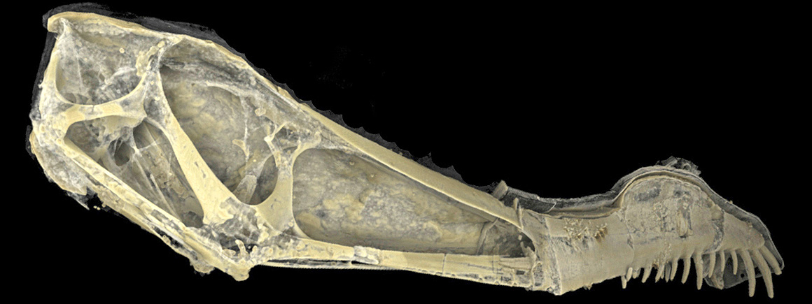 Pterosaur fossil skull, species Anhanguera