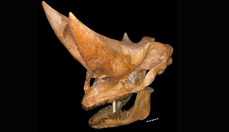Skull of Arsinotherium