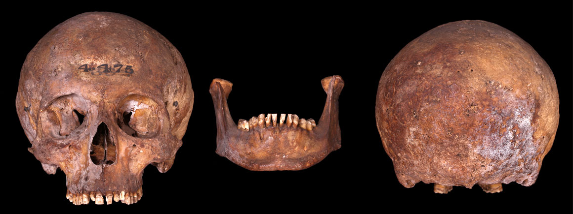 A series of skulls from Cannon Street 