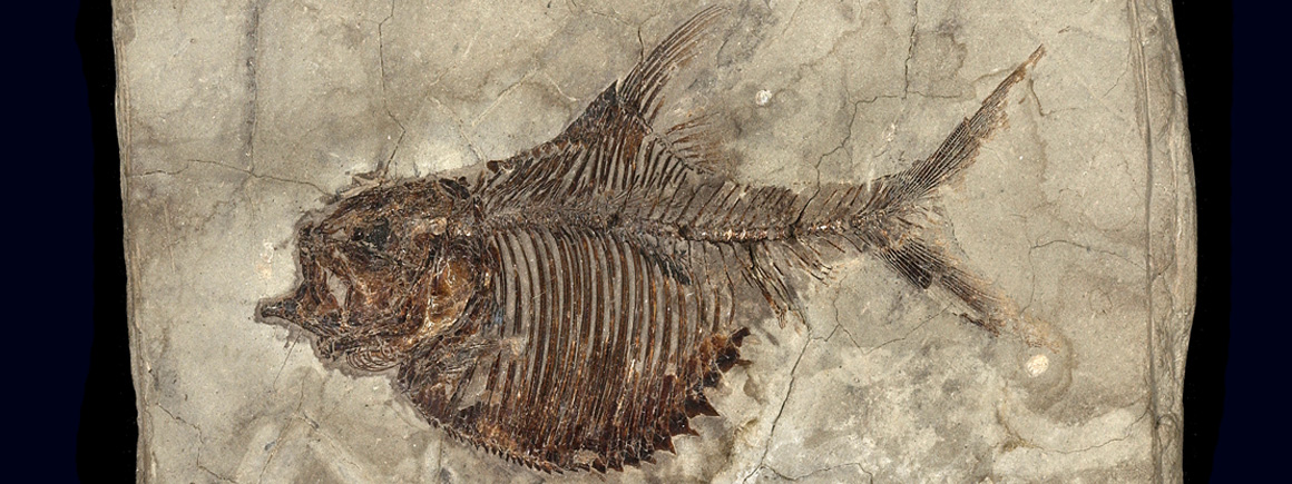 Fossil actinopterygian fish, Ellimichthys
