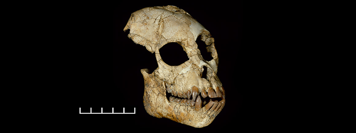 Proconsul africanus skull