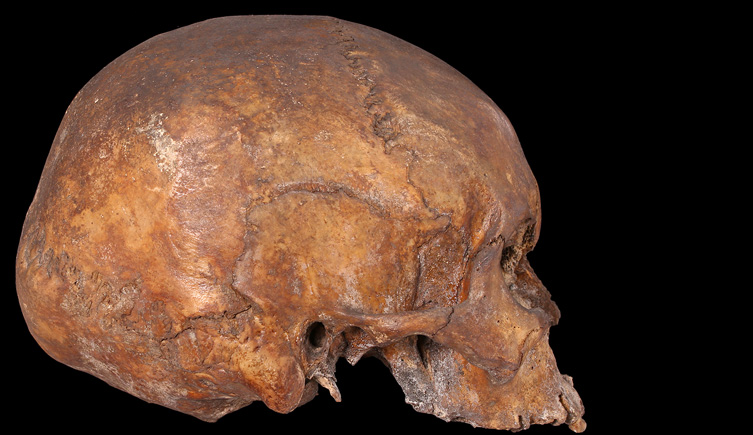 Cranium of adult individual found under Newcastle Street
