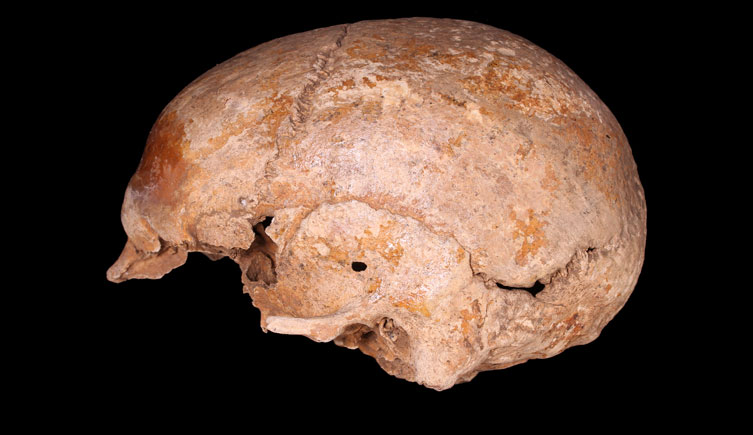 Adult skull from the East London Roman cemetery