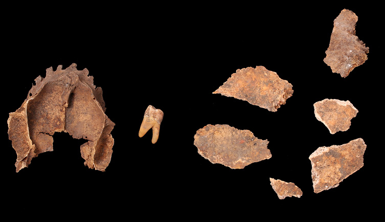 Cranial fragments from Wapping
