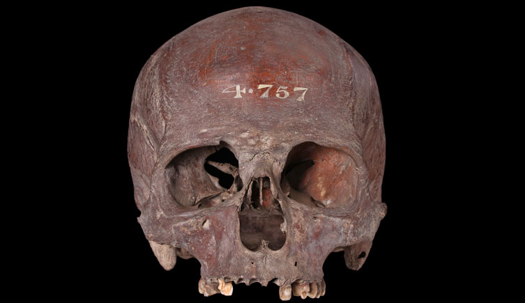 Cranium of adult, probable male excavated from Waterloo Station 
