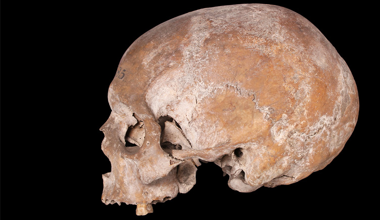 Cranium from Cateaton Street