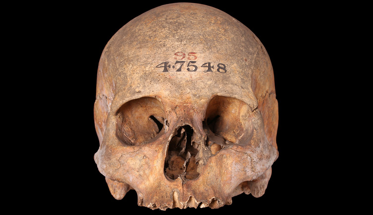 Cranium from Cloth Fair, London
